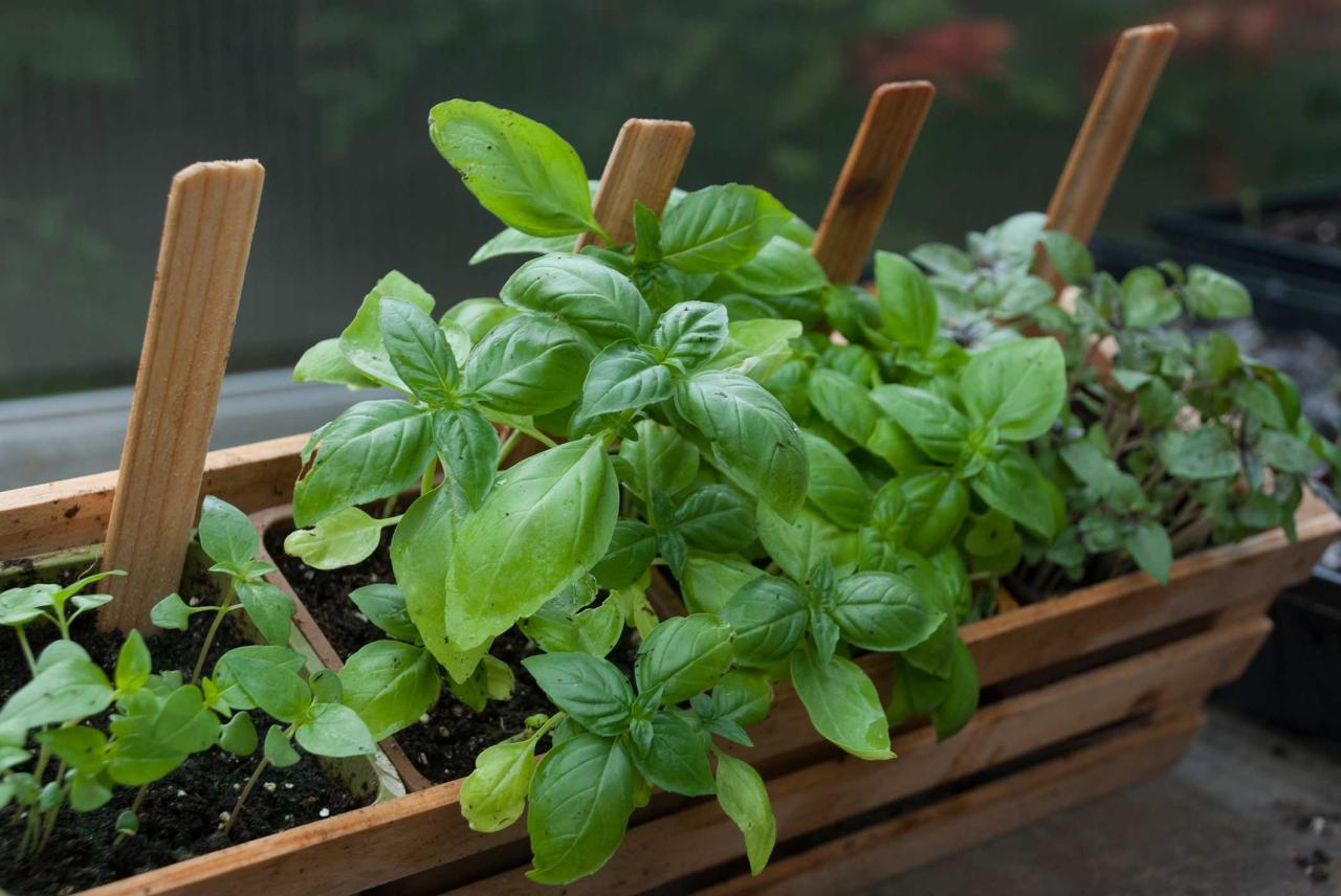 How to grow herbs indoors the ultimate guide – Artofit How to grow herbs indoors the ultimate guide – Artofit