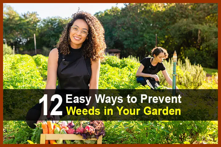 12 Easy Ways to Prevent Weeds in Your Garden 12 Easy Ways to Prevent Weeds in Your Garden
