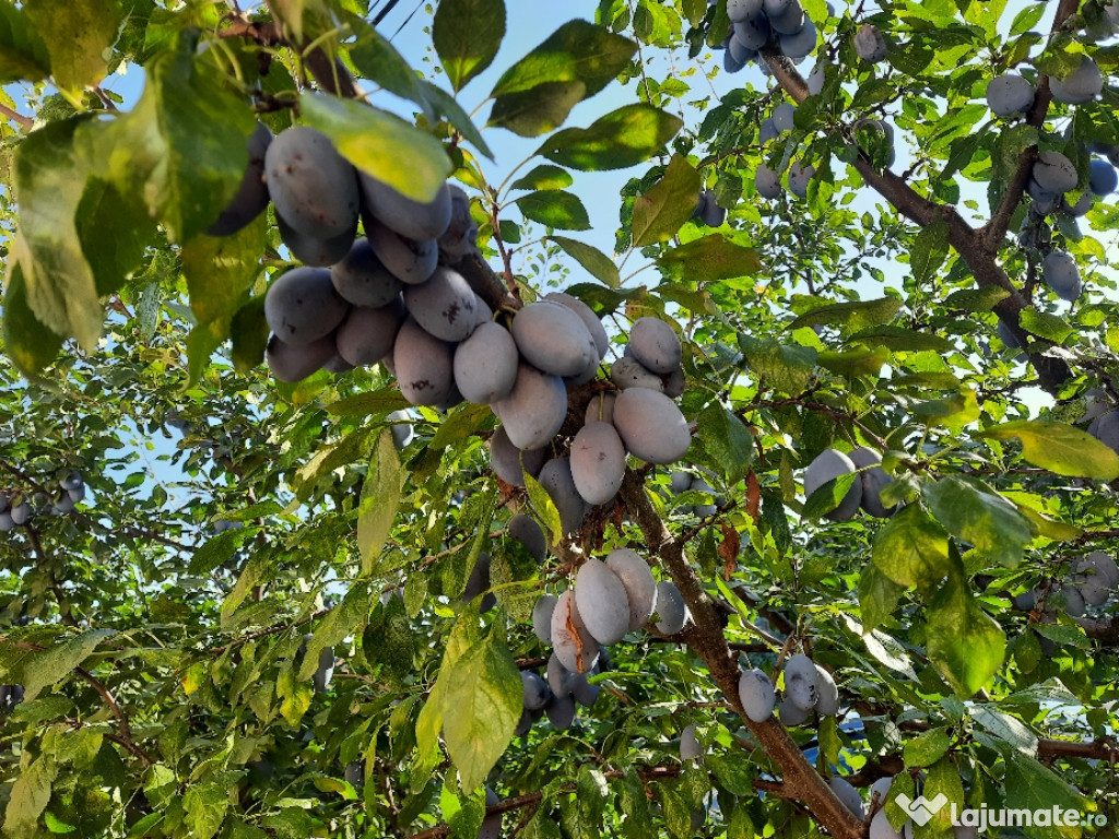 Prunes - Chelmer FoodsChelmer Foods