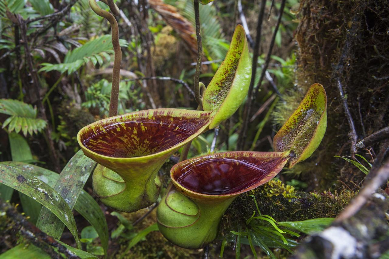 Carnivorous plants | Royal Botanic Gardens Victoria