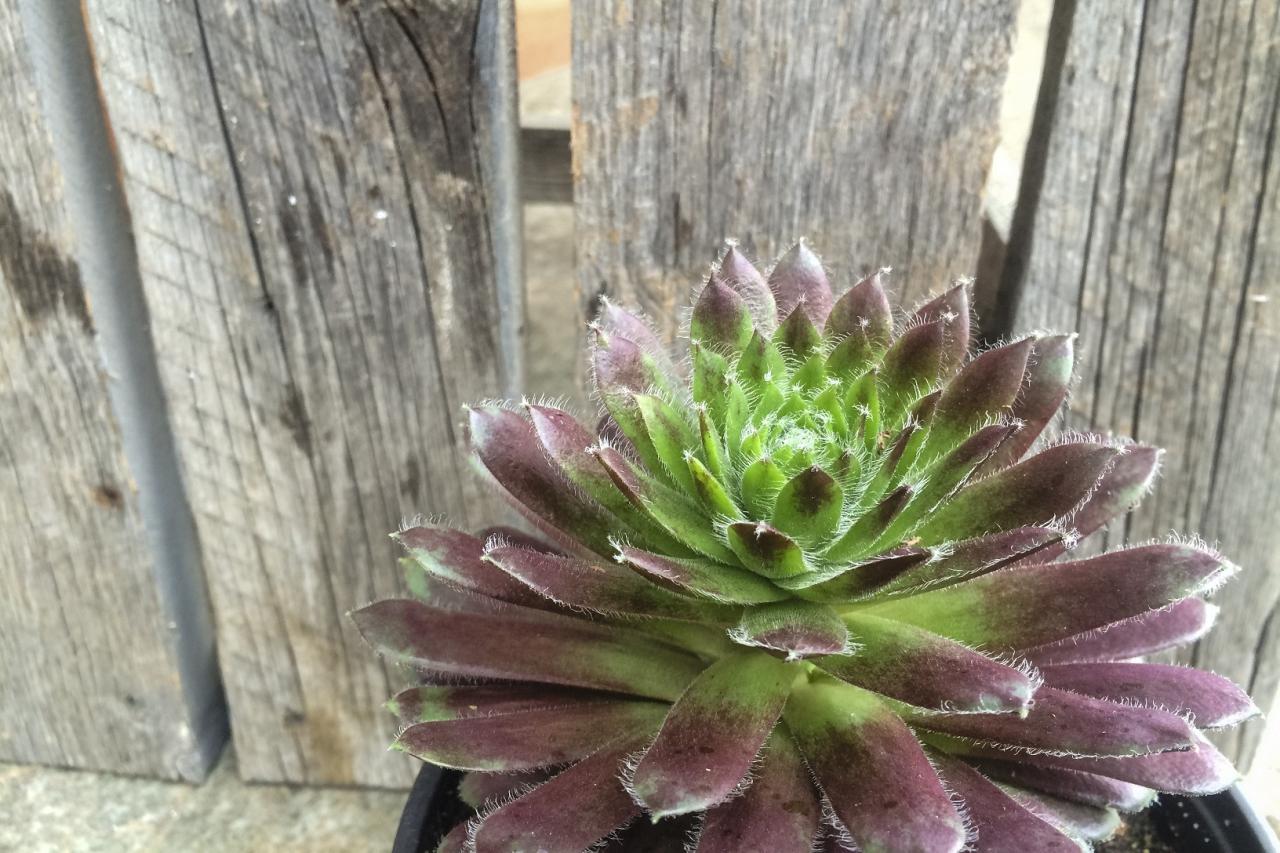 Succulents 101 how to care for succulents so they can thrive – Artofit