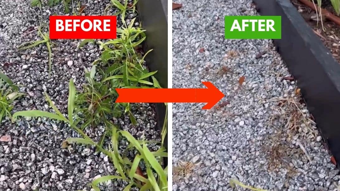 8 Ways to Kill Weeds Naturally | DIY Joy 8 Ways to Kill Weeds Naturally | DIY Joy