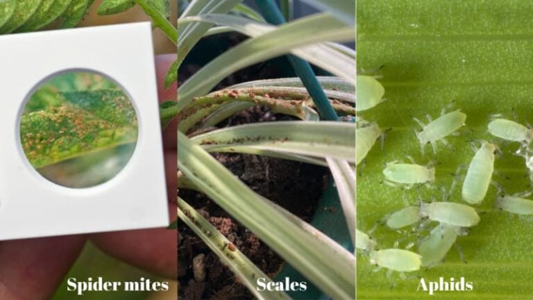 How to care for spider plant