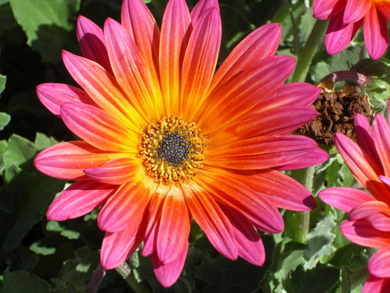 1259. The Intelligent Plant: Scientists Debate a New Way of ... 1259. The Intelligent Plant: Scientists Debate a New Way of ...