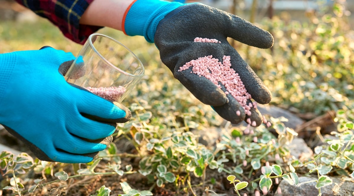 How and When to Fertilize Your Vegetable Garden