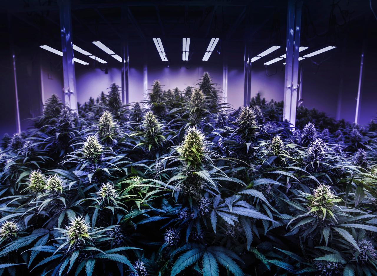 Everything You Need To Know About Growing Cannabis Indoors Everything You Need To Know About Growing Cannabis Indoors