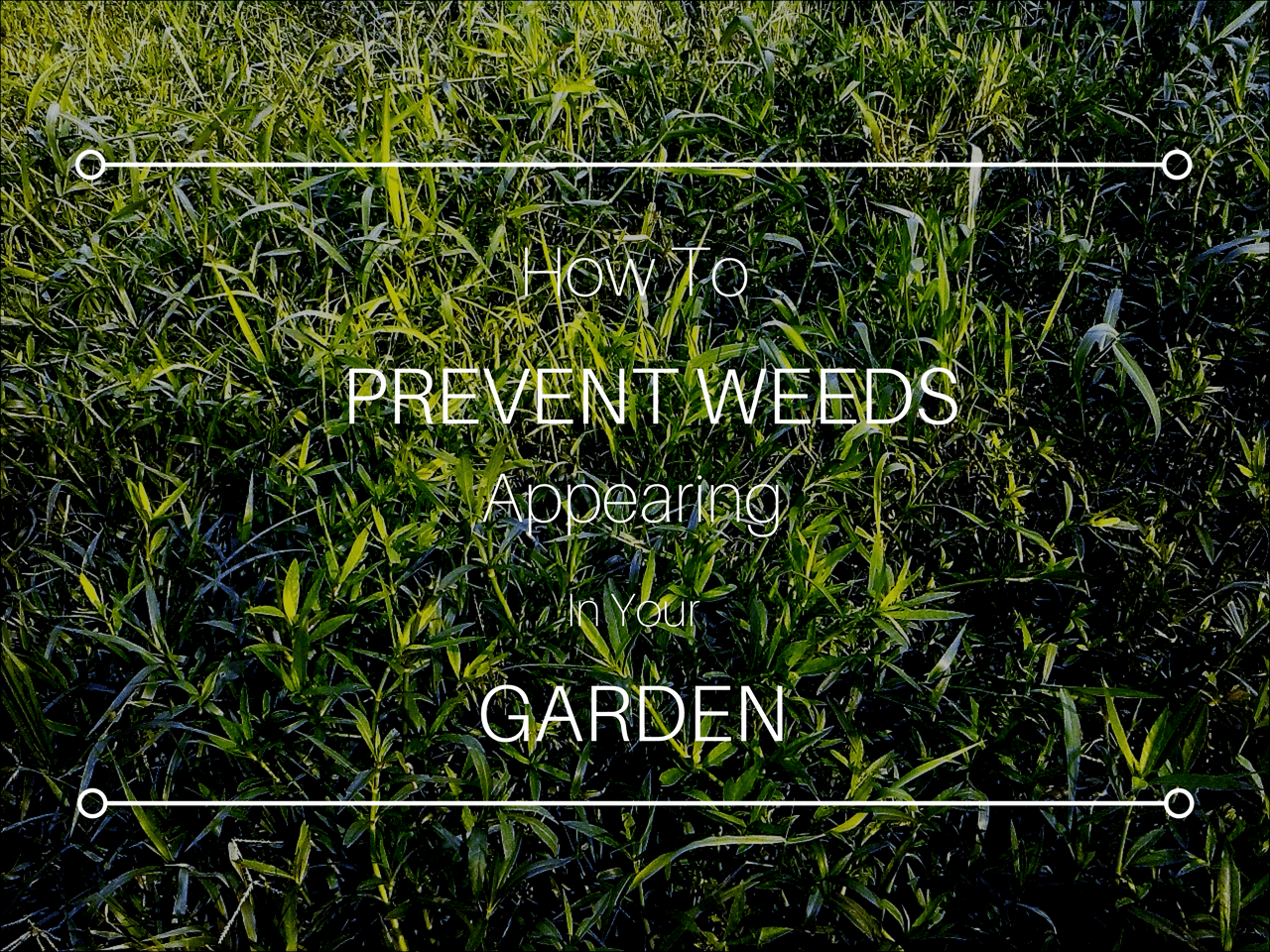 6 Ways to Get Rid of Weeds Naturally in the Garden 6 Ways to Get Rid of Weeds Naturally in the Garden