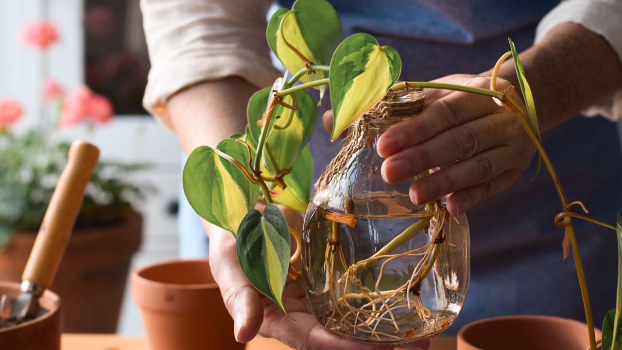 Propagating Pothos: How To Propagate A Pothos - Indoor Monk
