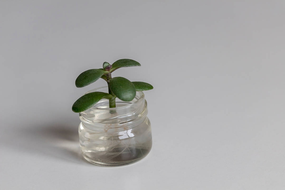 How To Propagate a Jade Plant From Cuttings or Divisions - Plantglossary