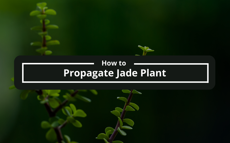 How to Propagate Jade Plant: A Step-by-Step Guide