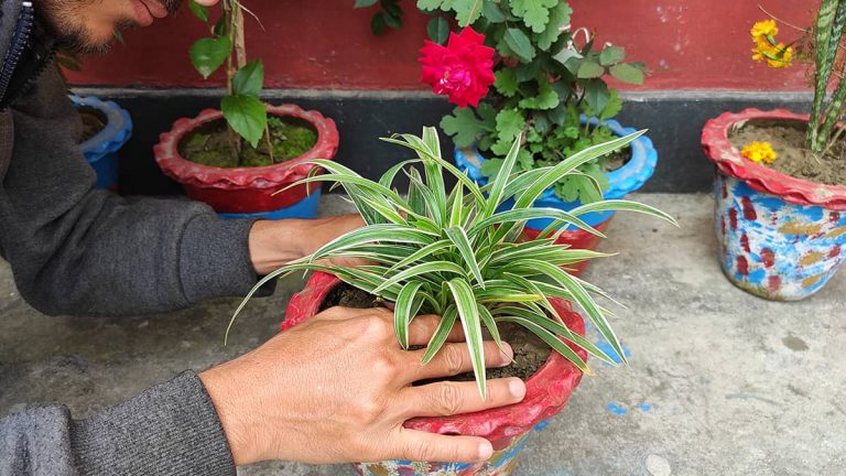 How to Propagate Spider Plants - Plantglossary How to Propagate Spider Plants - Plantglossary
