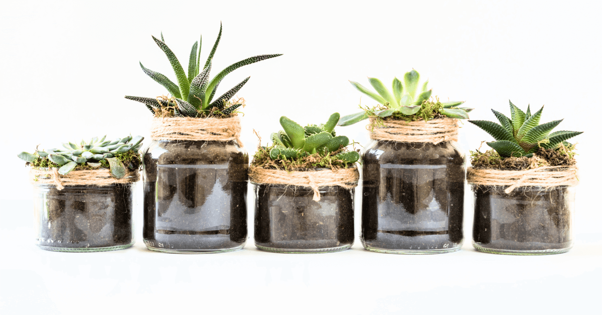 How to care Succulents - Bhimtal Nursery