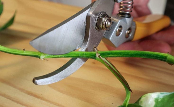 How To Propagate Pothos In 5 Easy Steps