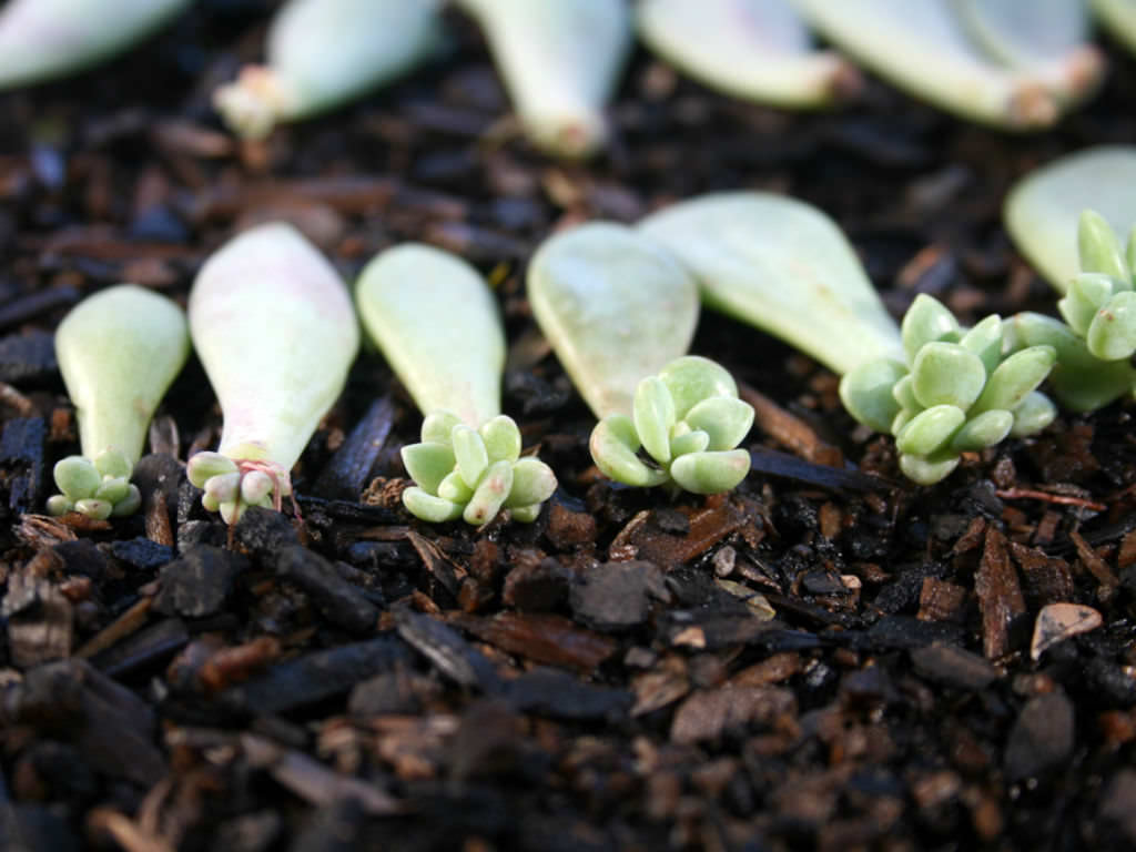 How to Propagate Succulents in 4 Simple Steps - World of Succulents How to Propagate Succulents in 4 Simple Steps - World of Succulents