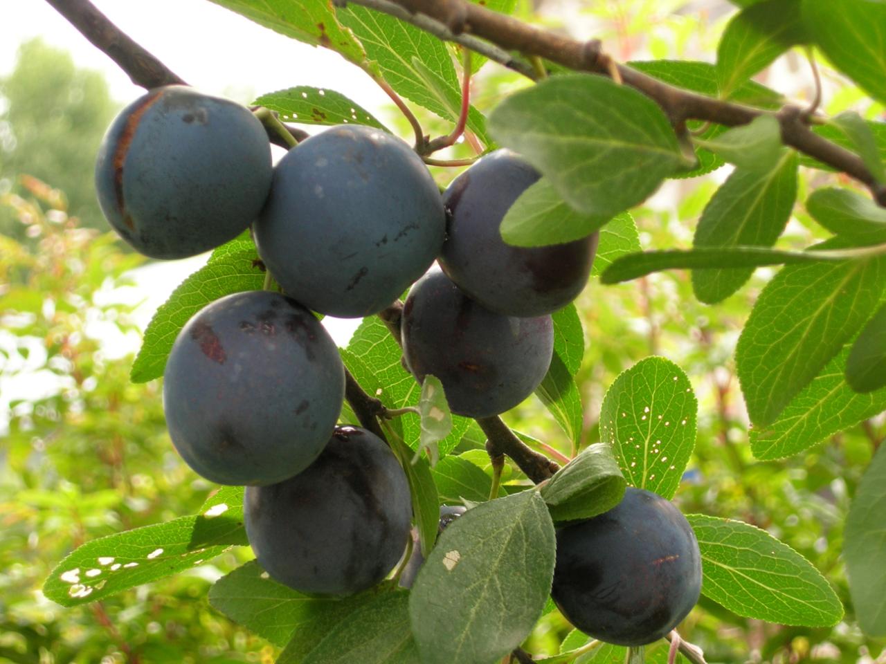 Prune Facts, Health Benefits and Nutritional Value
