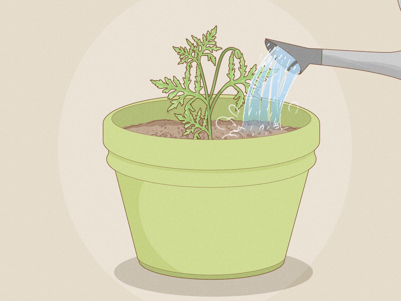 How to Repot a Plant: 14 Steps (with Pictures) - wikiHow How to Repot a Plant: 14 Steps (with Pictures) - wikiHow