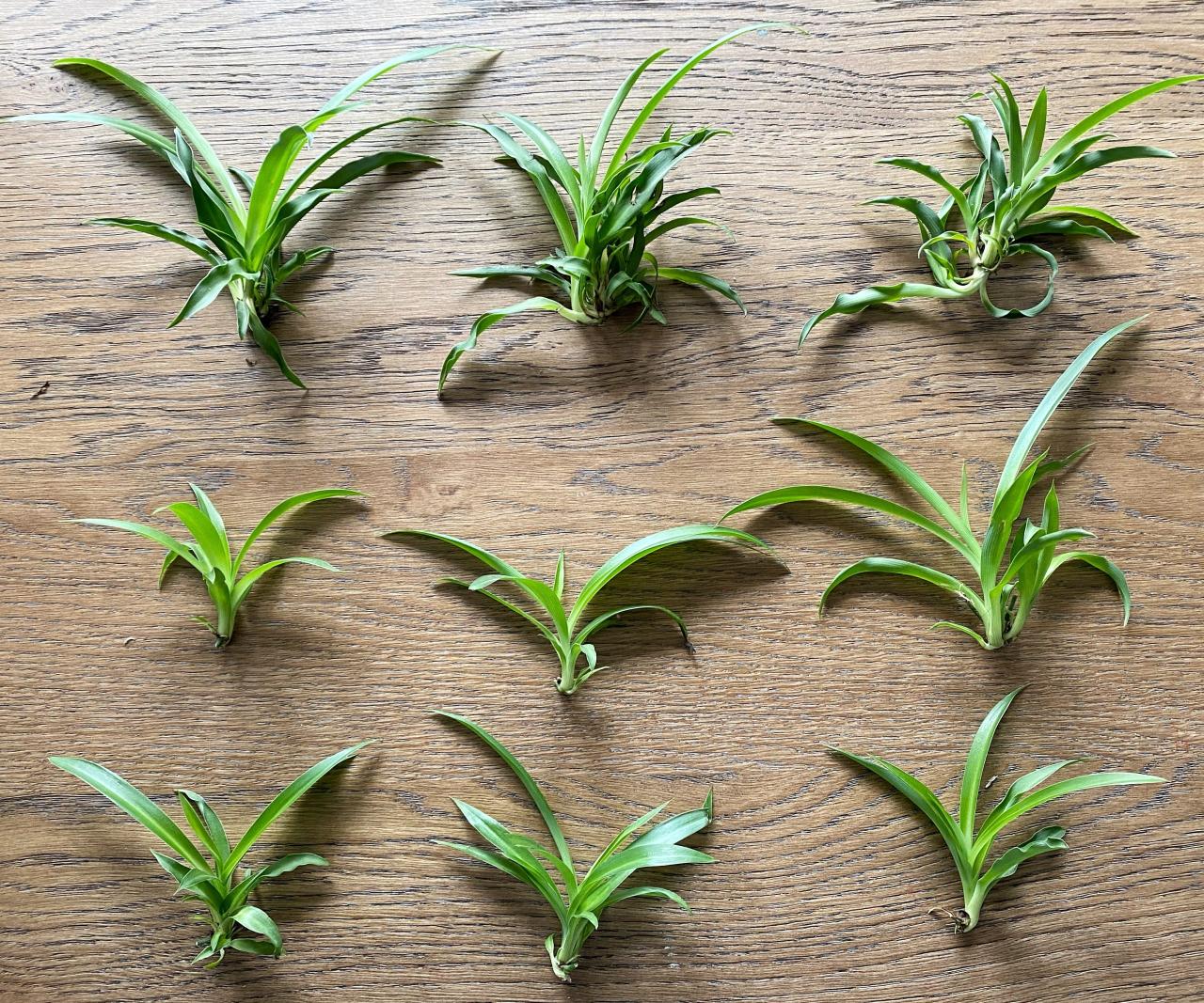 How to Easily Propagate a Spider Plant - Made by Carli How to Easily Propagate a Spider Plant - Made by Carli