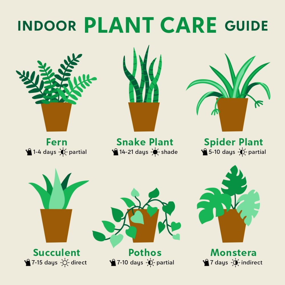 Indoor Plant Care Guide