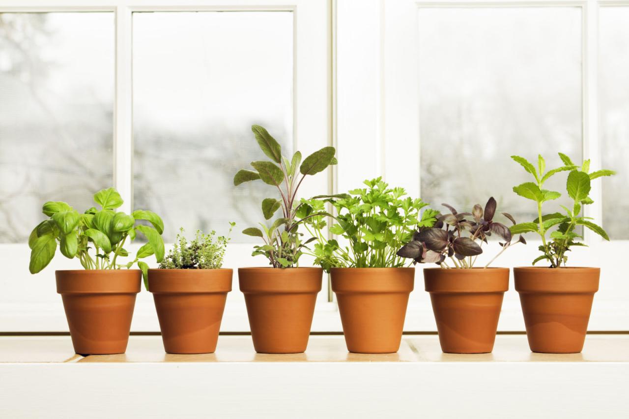 How to Grow Herbs and Spices Indoors - ClickHowTo How to Grow Herbs and Spices Indoors - ClickHowTo