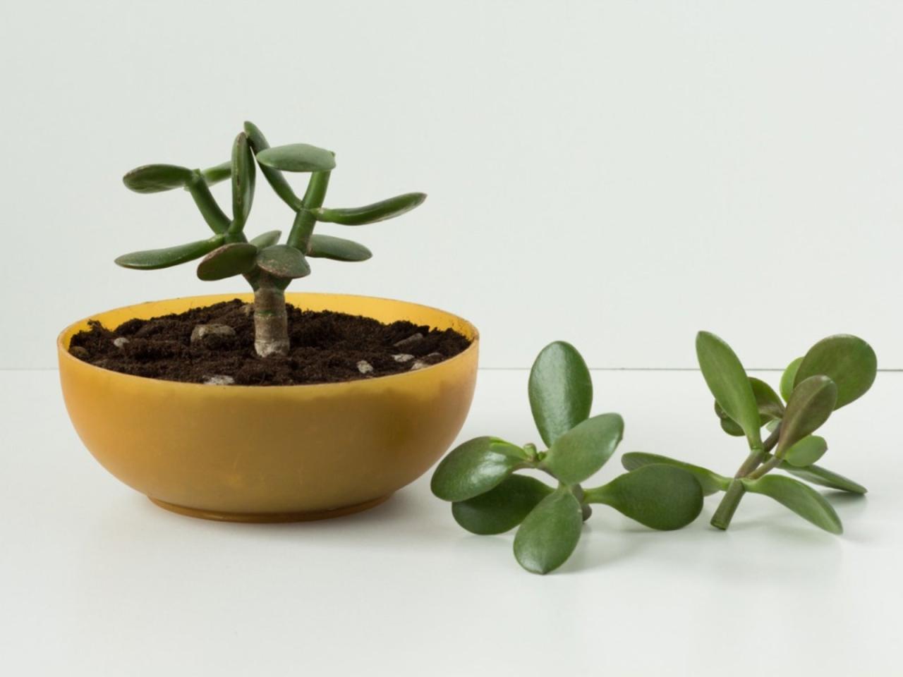 How To Propagate A Jade Plant From Stem