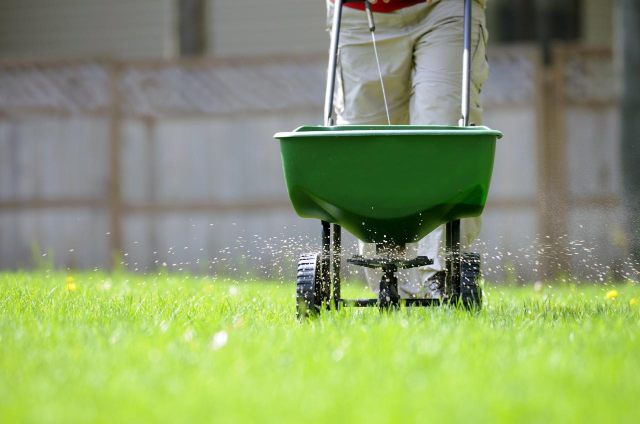 8 Steps On How To Fertilize Lawn Perfectly - A Green Hand 8 Steps On How To Fertilize Lawn Perfectly - A Green Hand