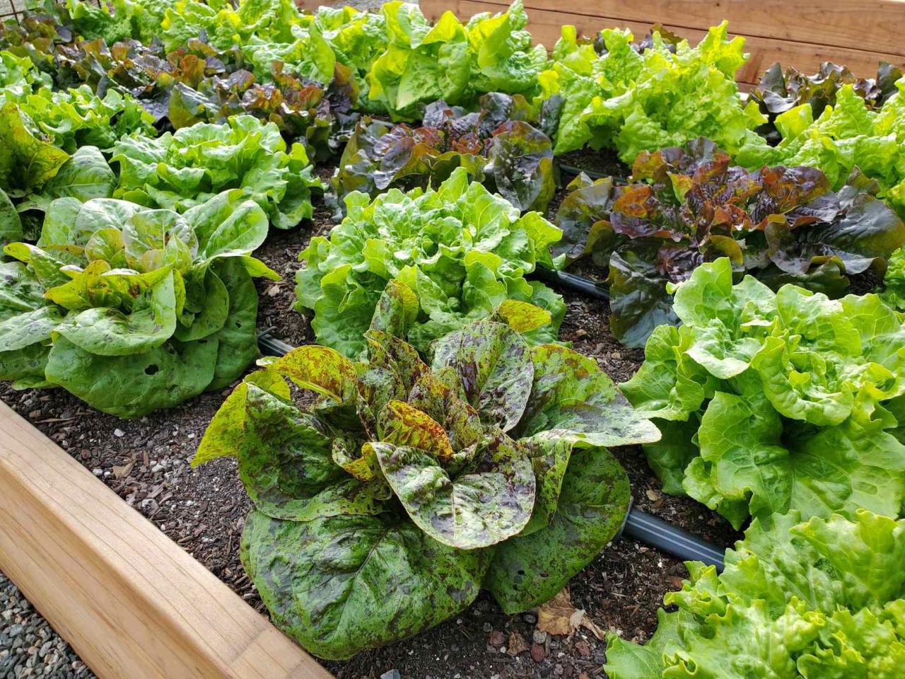 Growing Lettuce: How to Plant, Protect and Harvest Lettuce ~ Homestead ...