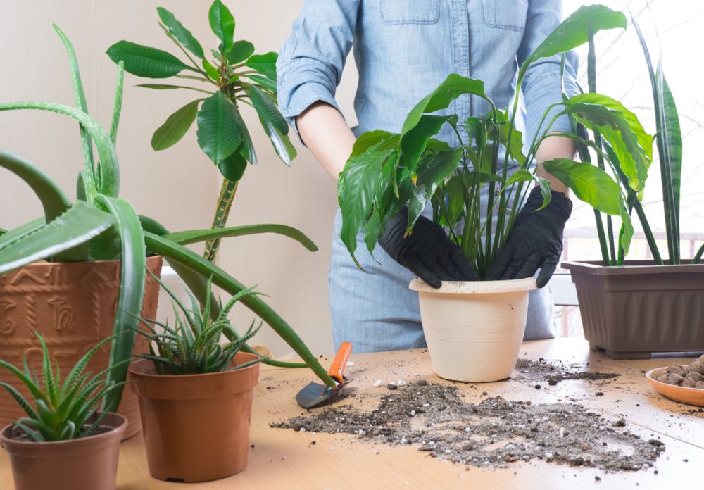 How to Repot a Plant? 5 Easy Simple Steps to Learn How to Repot a Plant? 5 Easy Simple Steps to Learn