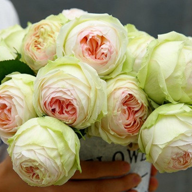 Grow Roses From Seed - Etsy