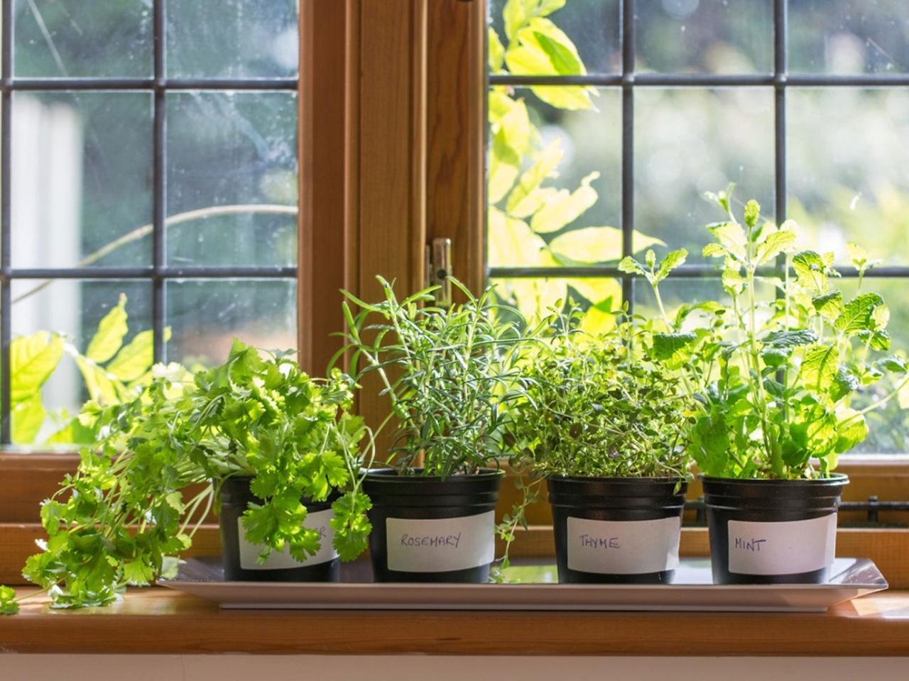 Your Ultimate Guide to Growing Herbs Indoors Your Ultimate Guide to Growing Herbs Indoors
