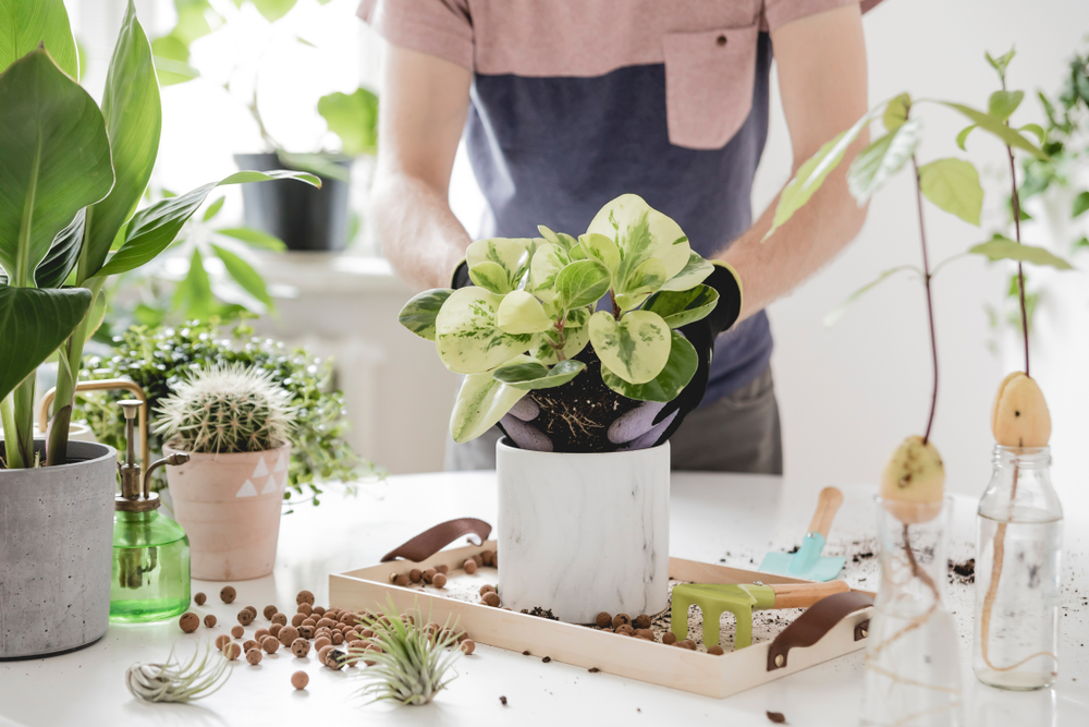 How to take care of your indoor plants: essential tips for a green home ...