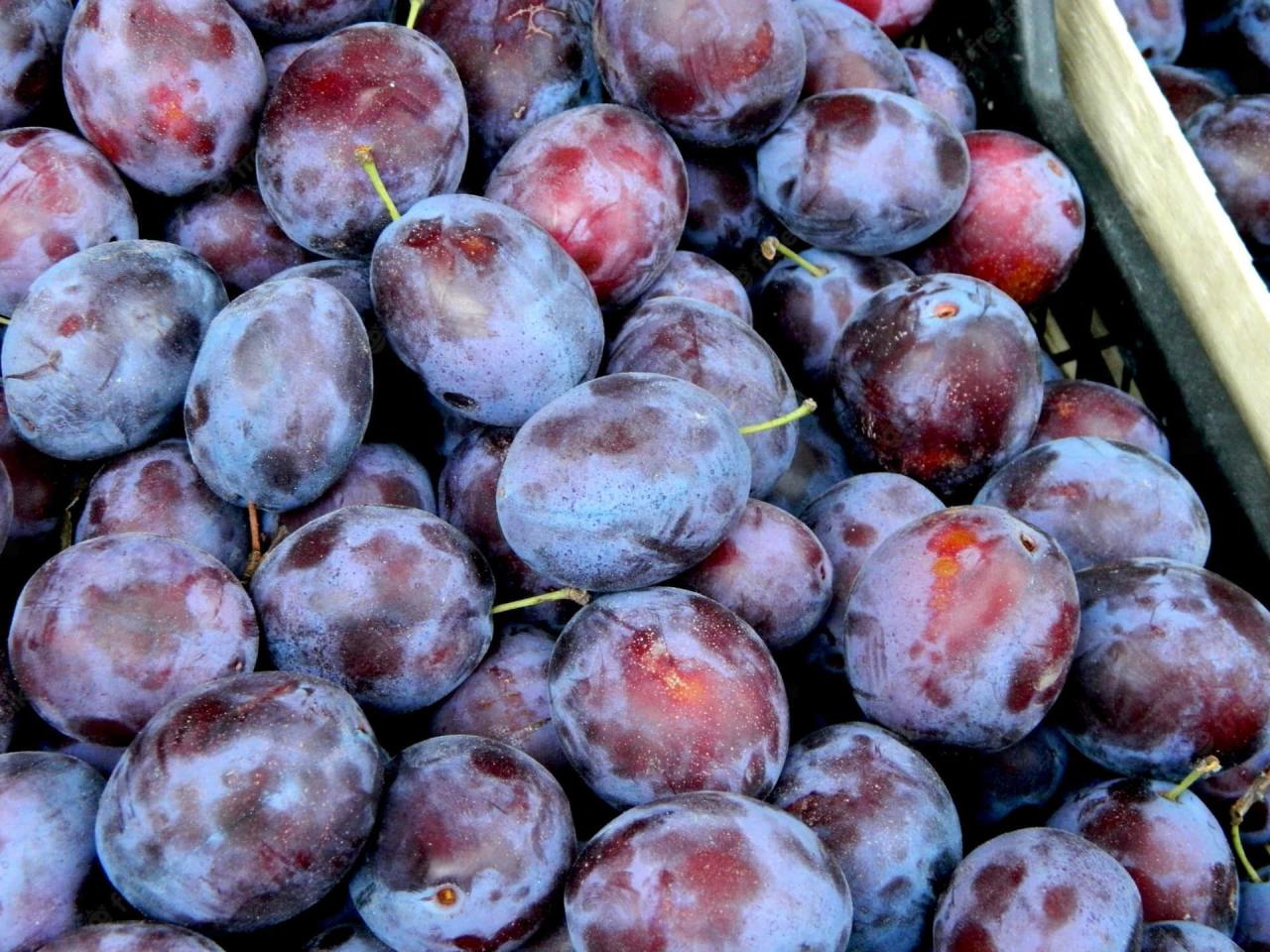 Download Caption: Freshly Plucked Organic Italian Prune Plums Wallpaper ...