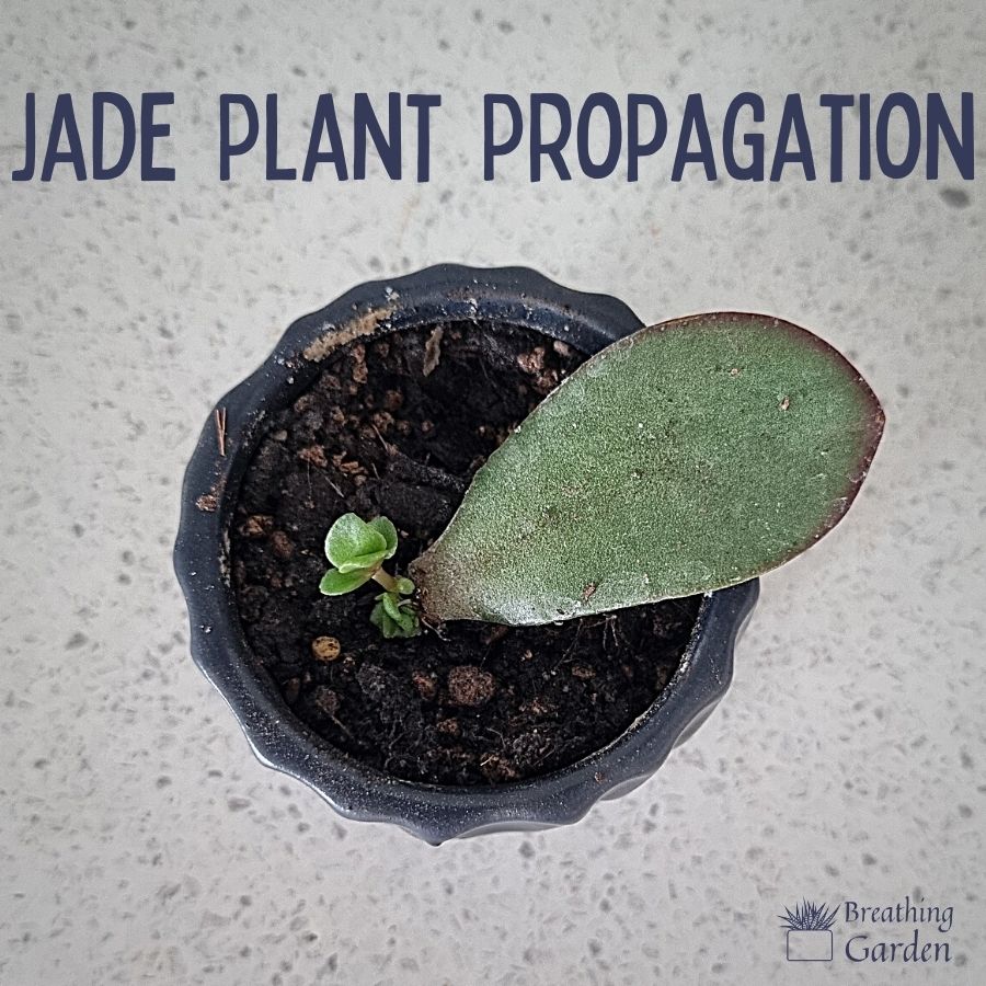 Learn How to Propagate a Jade Plant Step-by-Step | LivelyRoot