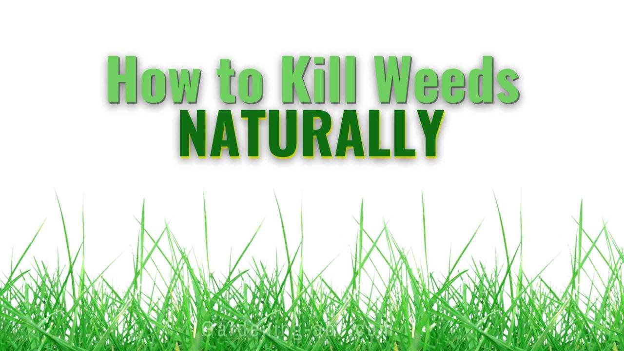 Organic Weed Control: How To Kill Weeds Naturally Without Any Chemicals Organic Weed Control: How To Kill Weeds Naturally Without Any Chemicals