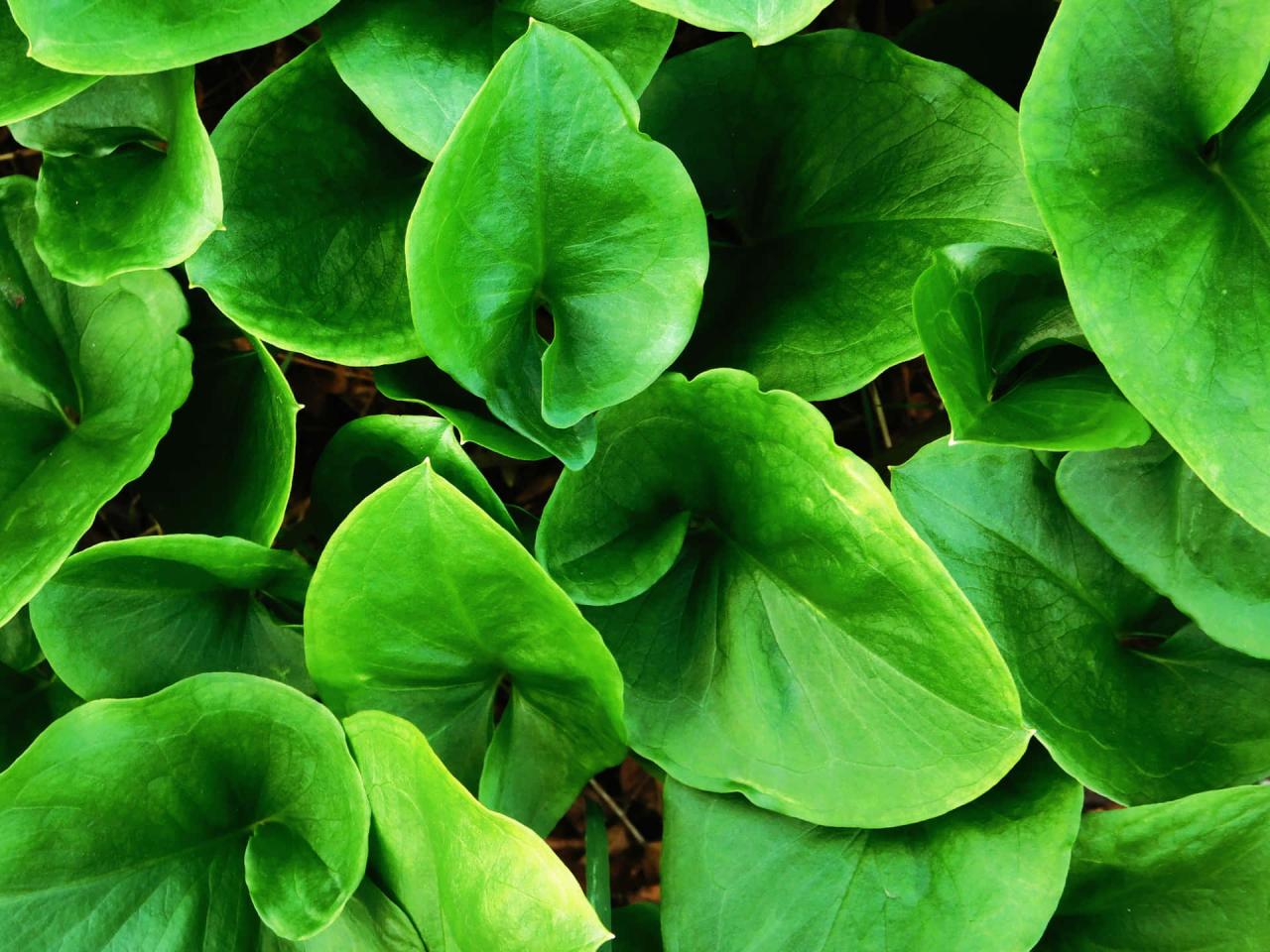 Download Plant Leaves Wallpaper | Wallpapers.com Download Plant Leaves Wallpaper | Wallpapers.com