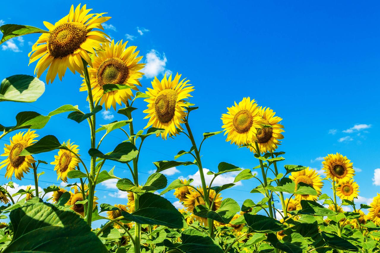 Plants purposefully move to help their neighbors get more light - Earth.com Plants purposefully move to help their neighbors get more light - Earth.com