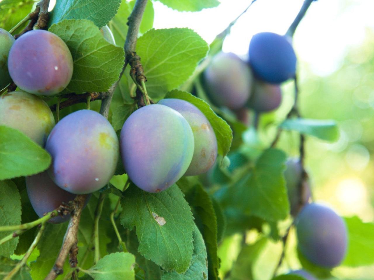 Italian Prune Plum Trees - How To Grow A Prune Tree