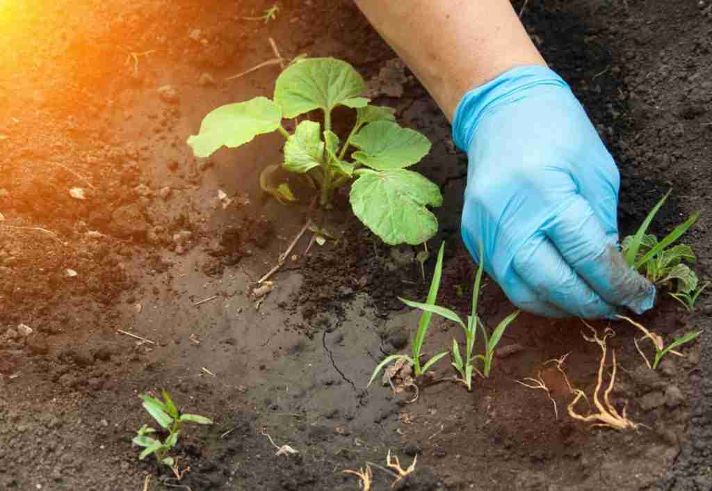 Prevent Weeds in the Vegetable Garden Naturally Prevent Weeds in the Vegetable Garden Naturally