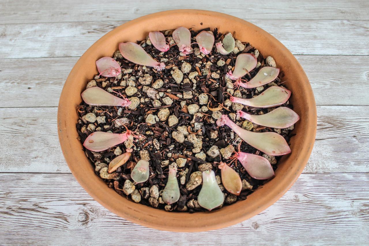 How To Propagate Succulents In 4 Simple Steps » GreenLife How To Propagate Succulents In 4 Simple Steps » GreenLife