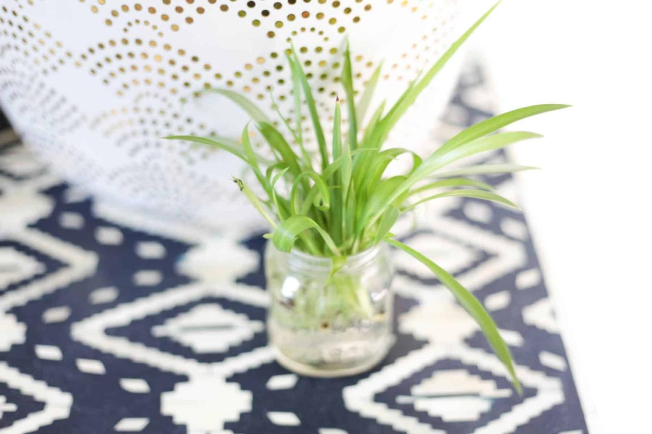 How to Propagate Spider Plants - 4 Easy Ways - Paisley Plants How to Propagate Spider Plants - 4 Easy Ways - Paisley Plants