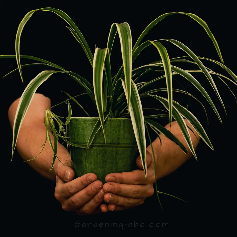 3 Easy Ways To Propagate Spider Plants.[With Step-By-Step Guide]
