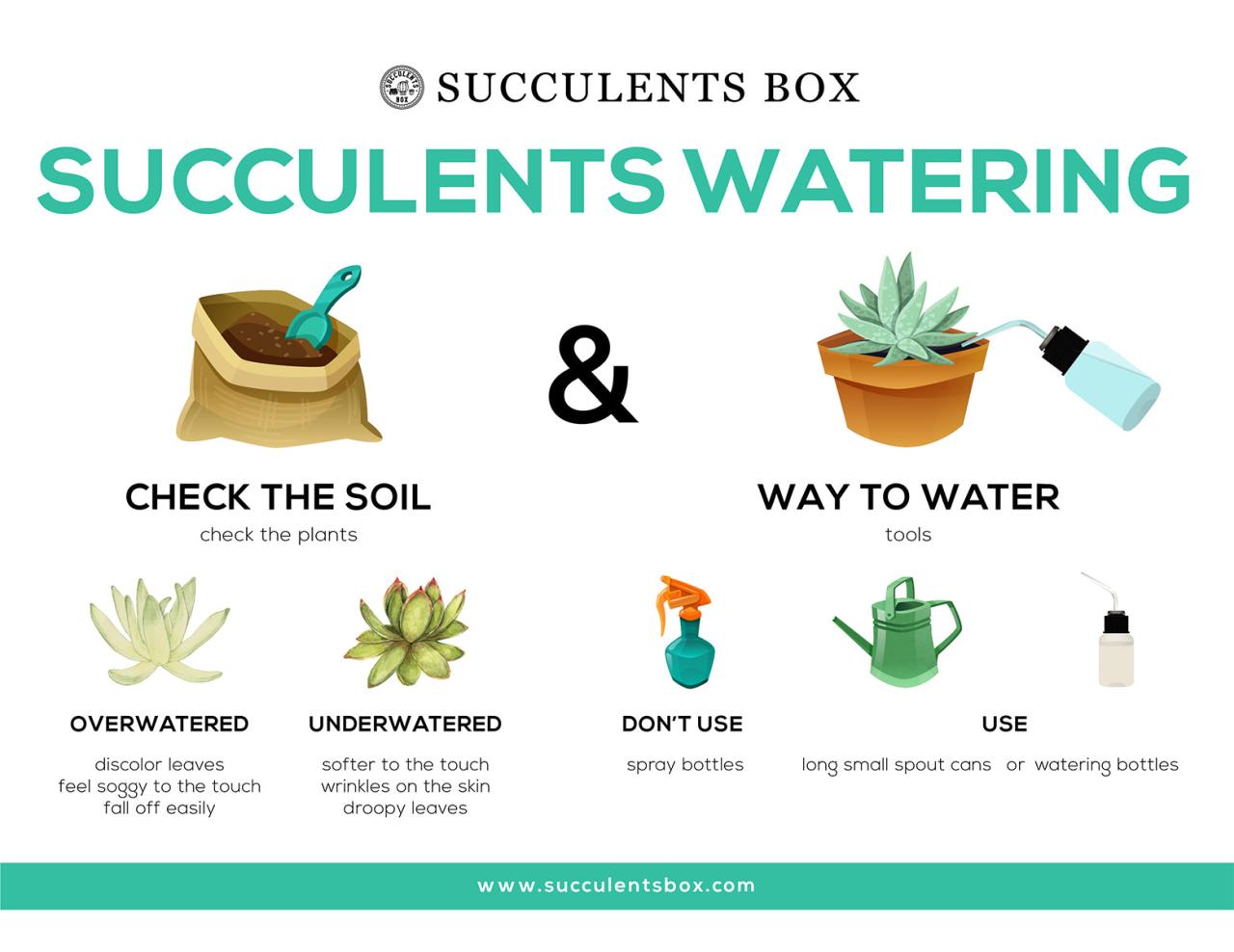 Learn the basics on how to care for succulents...